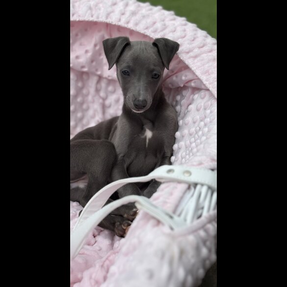 Whippet - Dogs