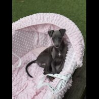 Whippet - Dogs