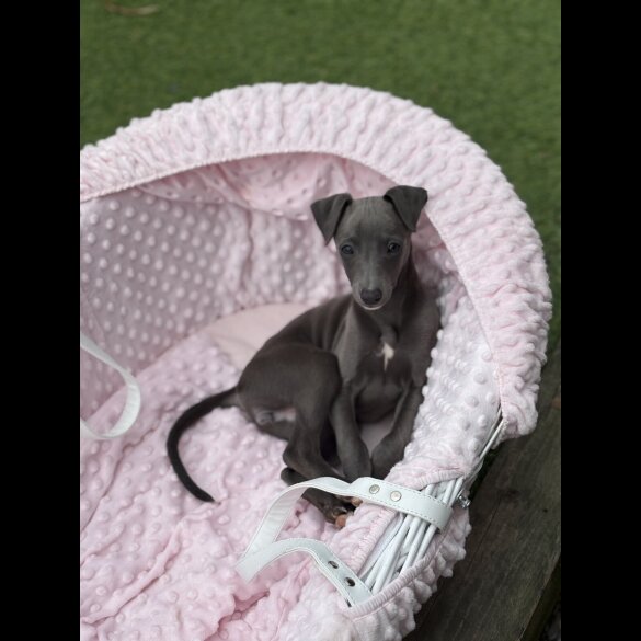 Whippet - Dogs