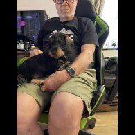Dachshund (Standard &amp; Miniature) - Both