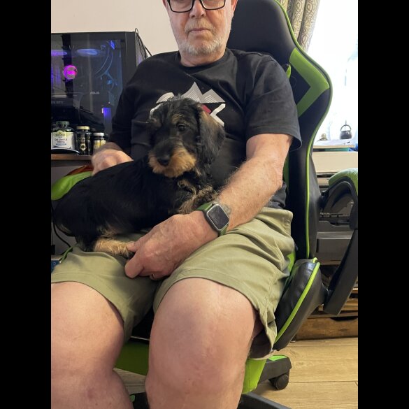 Dachshund (Standard &amp; Miniature) - Both
