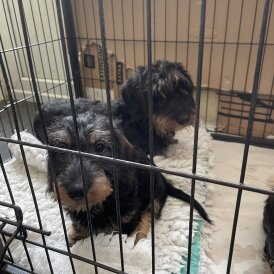 Dachshund (Standard &amp; Miniature) - Both
