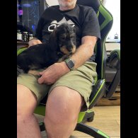 Dachshund (Standard &amp; Miniature) - Both