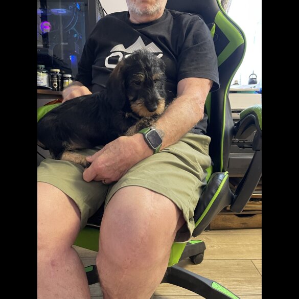 Dachshund (Standard &amp; Miniature) - Both