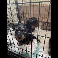 Dachshund (Standard &amp; Miniature) - Both