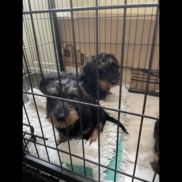 Dachshund (Standard &amp; Miniature) - Both