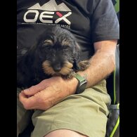 Dachshund (Standard &amp; Miniature) - Both