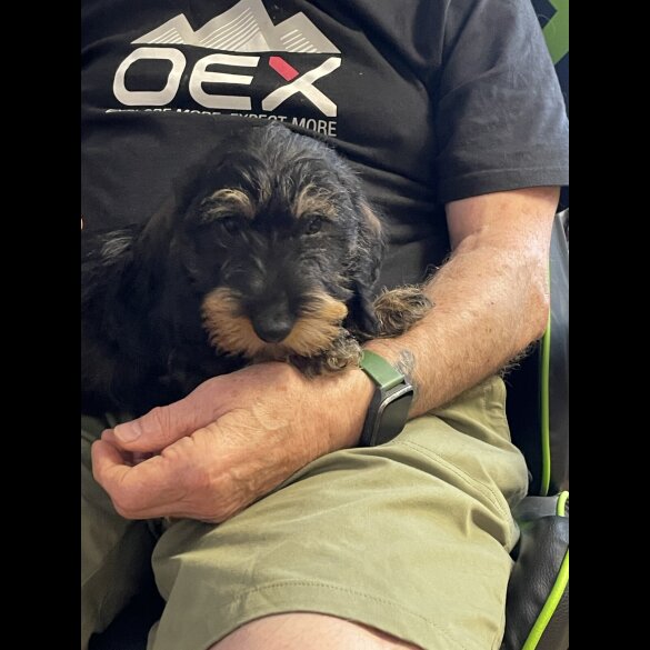 Dachshund (Standard &amp; Miniature) - Both