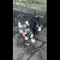 French Bulldog