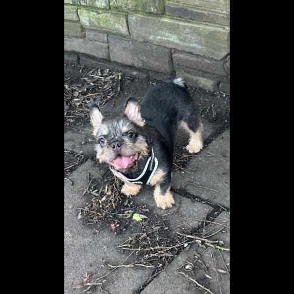 French Bulldog