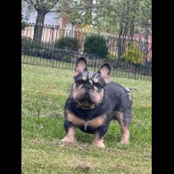French Bulldog