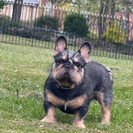 French Bulldog