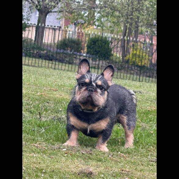 French Bulldog