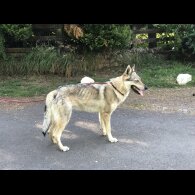 Saarloos Wolfdog - Both