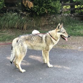 Saarloos Wolfdog - Both