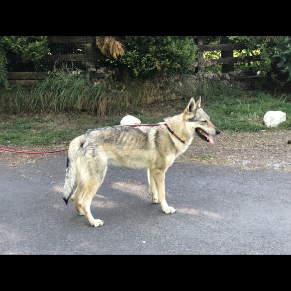 Saarloos Wolfdog - Both