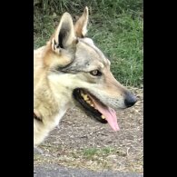 Saarloos Wolfdog - Both