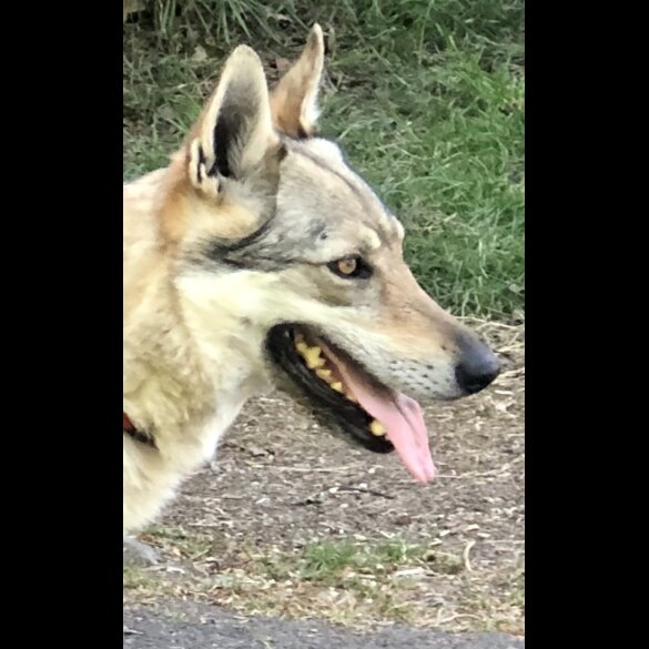 Saarloos Wolfdog - Both