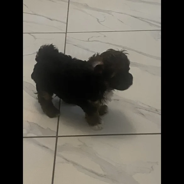 Yorkiepoo - Both