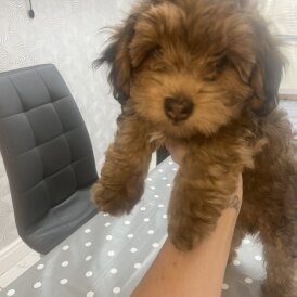 Yorkiepoo - Both