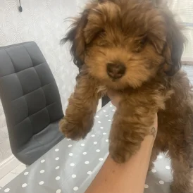 Yorkiepoo - Both