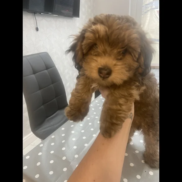 Yorkiepoo - Both