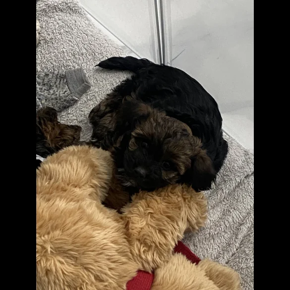 Yorkiepoo - Both