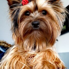 Yorkshire Terrier - Both