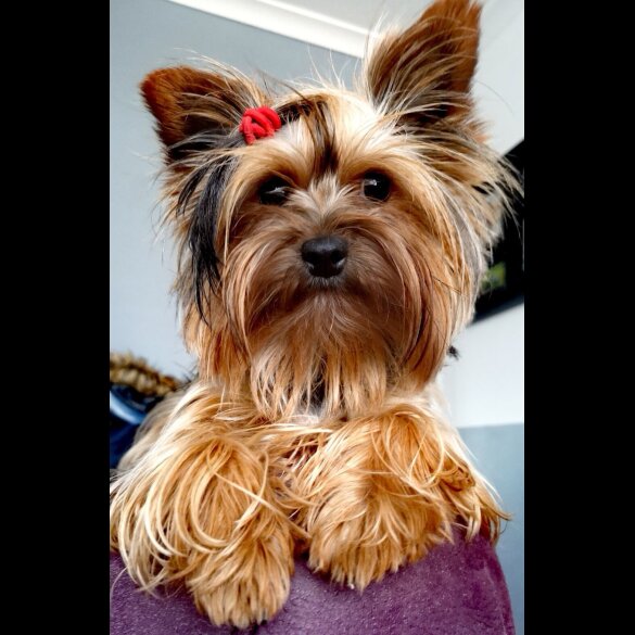 Yorkshire Terrier - Both