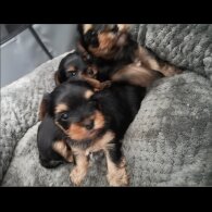 Yorkshire Terrier - Both
