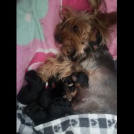 Yorkshire Terrier - Both