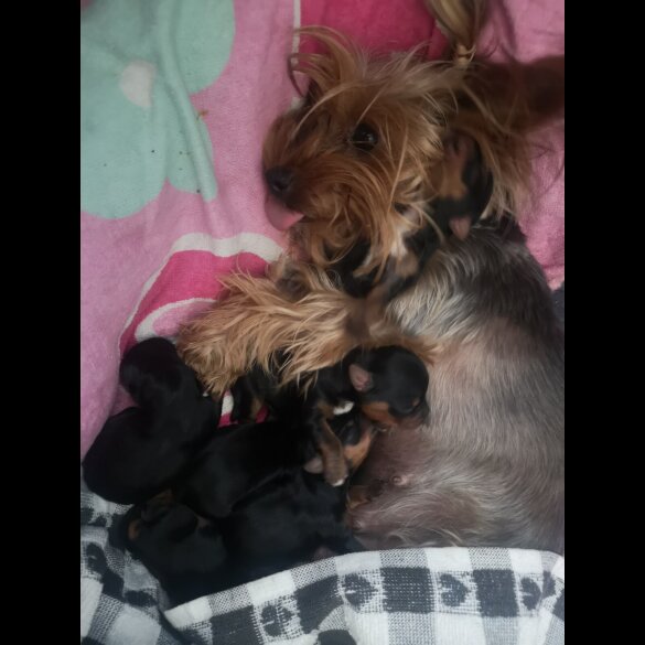 Yorkshire Terrier - Both