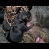 Yorkshire Terrier - Both