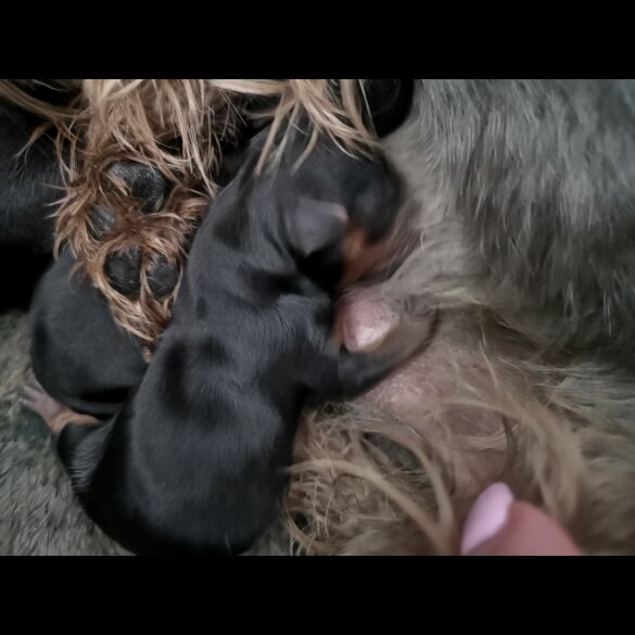 Yorkshire Terrier - Both