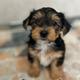 Yorkshire Terrier - Both