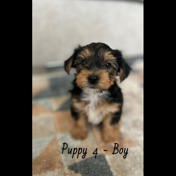 Yorkshire Terrier - Both