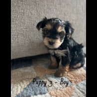 Yorkshire Terrier - Both