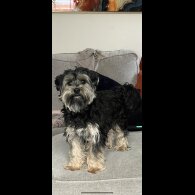 Yorkshire Terrier - Both