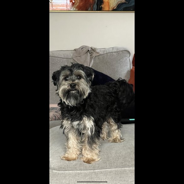 Yorkshire Terrier - Both