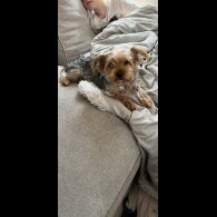 Yorkshire Terrier - Both
