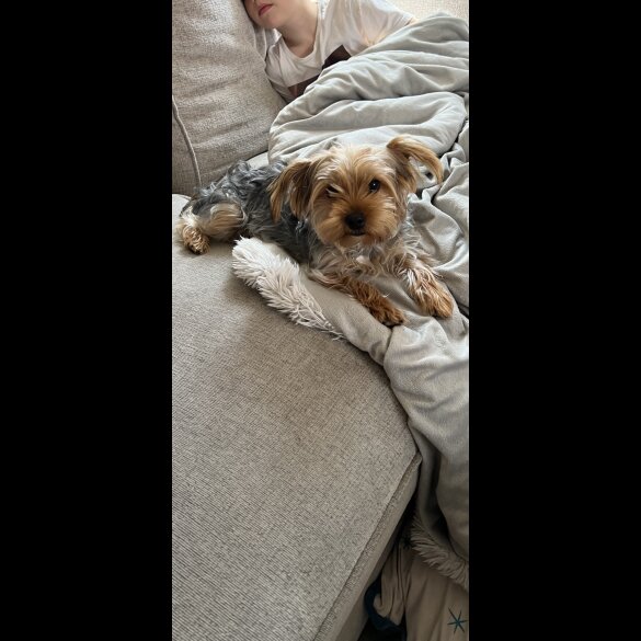 Yorkshire Terrier - Both
