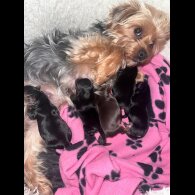 Yorkshire Terrier - Both