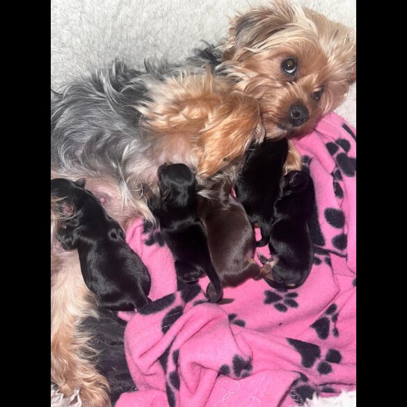 Yorkshire Terrier - Both