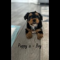 Yorkshire Terrier - Both