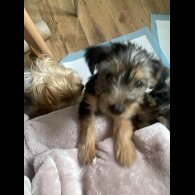 Yorkshire Terrier - Dogs