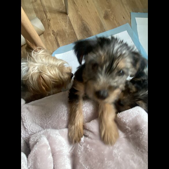 Yorkshire Terrier - Dogs