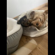 Yorkshire Terrier - Dogs