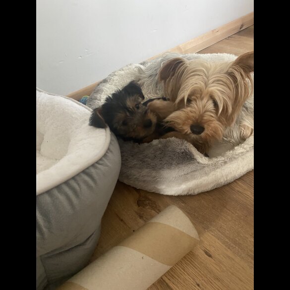 Yorkshire Terrier - Dogs