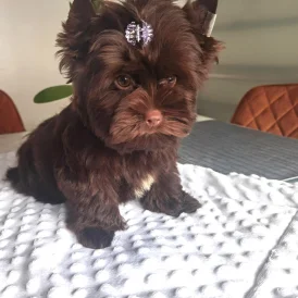 Yorkshire Terrier - Both
