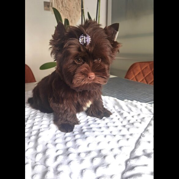 Yorkshire Terrier - Both